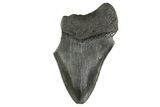 Partial Fossil Megalodon Tooth - South Carolina #332309-1